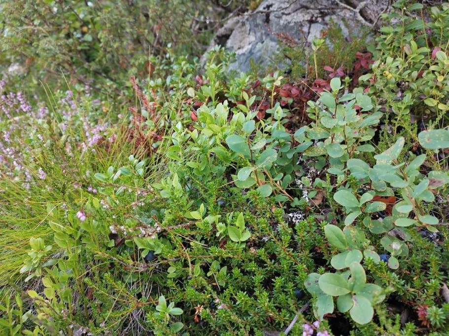 Na Er Vinteren Kommet Til Hallingdal Al Kültér fotó