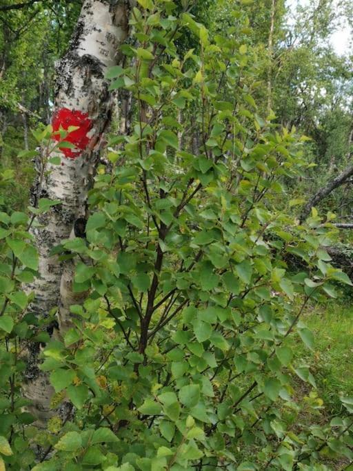 Na Er Vinteren Kommet Til Hallingdal Al Kültér fotó